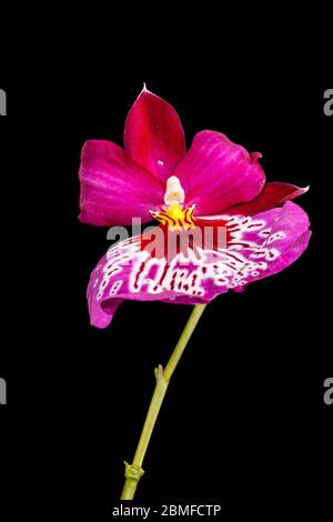 Gros plan sur une tige d'orchidée en pansy violet à motifs, isolée sur du noir. Banque D'Images