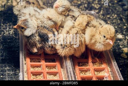 Des poussins de caille doux les uns à côté des autres Banque D'Images