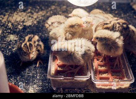 Des poussins de caille doux les uns à côté des autres Banque D'Images