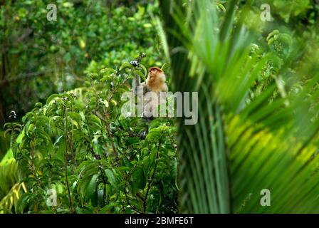 Un singe proboscis (Nasalis larvatus), femelle, se fourrage dans une forêt de plaines de la province de Kalimantan est, Indonésie. Banque D'Images