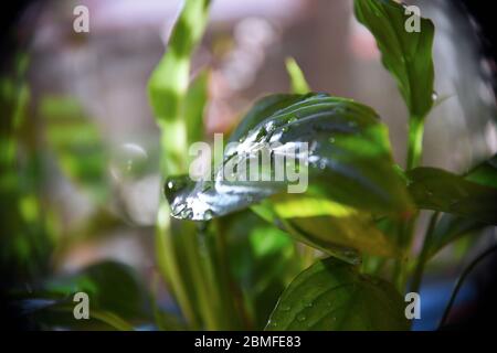 Feuilles humides de plante Spathiphyllum sur la fenêtre, soin des plantes à la maison Banque D'Images