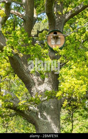 Grande boîte de nid d'oiseau pour hiboux ou kestrels dans un chêne anglais mature, Royaume-Uni Banque D'Images