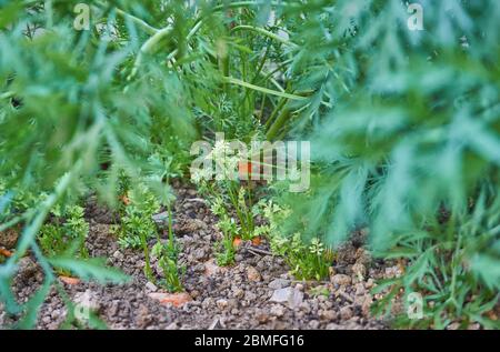 Jardinage de loisir dans la serre, la culture de carottes Banque D'Images