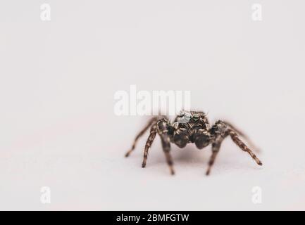 Une araignée sauteuse sur fond blanc Banque D'Images