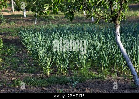 L'ail jeune et sain dans le jardin du village pousse à l'ombre des arbres fruitiers. Banque D'Images