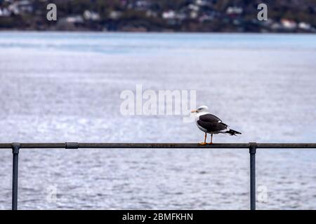 Un petit mouette à dos noir (Larus fuscus) sur un rail de navire. Port de Bergen, Norvège. Banque D'Images