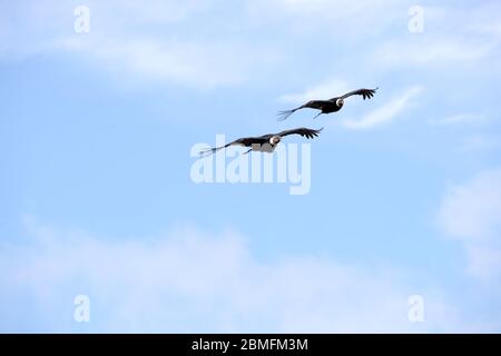 Paire de Condors en vol contre un ciel bleu, Patagonie, Chili, Amérique du Sud Banque D'Images