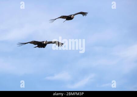 Paire de Condors en vol contre un ciel bleu, Patagonie, Chili, Amérique du Sud Banque D'Images