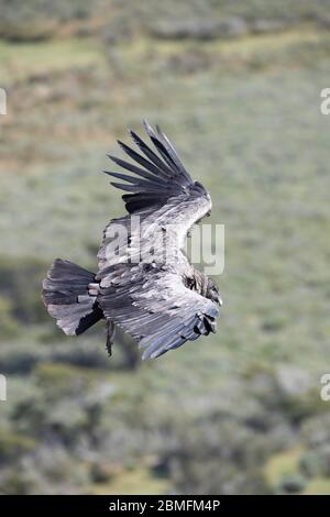 Condors en vol, Patagonie, Chili, Amérique du Sud Banque D'Images