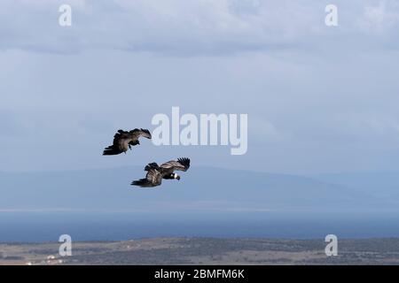 Paire de Condors en vol contre un ciel bleu, Patagonie, Chili, Amérique du Sud Banque D'Images