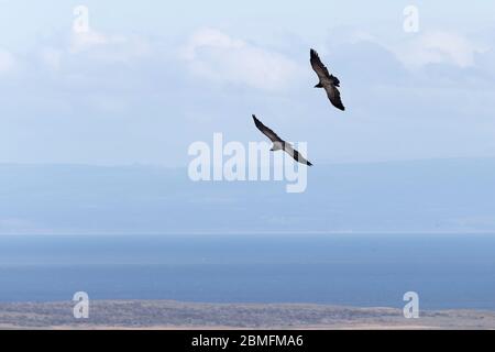 Paire de Condors en vol, Patagonie, Chili, Amérique du Sud Banque D'Images