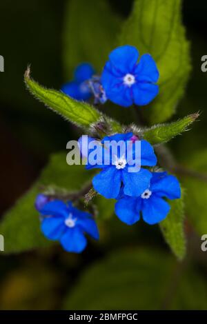 Oubliez-moi non (Myosotis sp.), jardin, Londres, Royaume-Uni, printemps. Banque D'Images