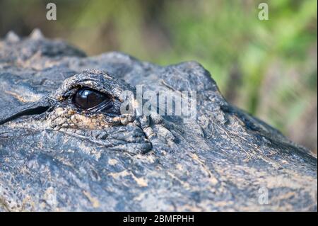 Alligator américain (Alligator mississippiensis) au sol dans le parc national des Everglades, Floride, États-Unis Banque D'Images