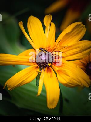 Survol de la mouche reposant sur une Marguerite dorée de gloriosa dans un parc de Reading, PA Banque D'Images