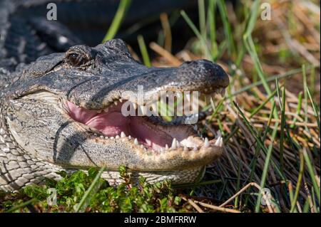 Alligator américain (Alligator mississippiensis) au sol dans le parc national des Everglades, Floride, États-Unis Banque D'Images