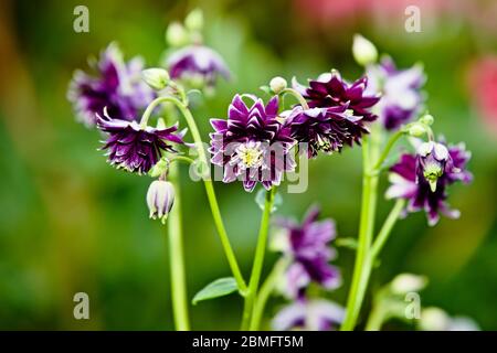 Aquilegia Caerulea vulgaris Christa Barlow Banque D'Images