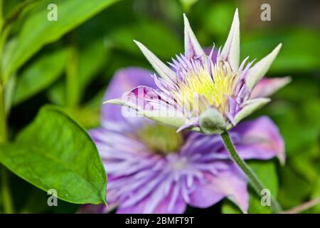 Clematis «Fontaine de cristal» Banque D'Images