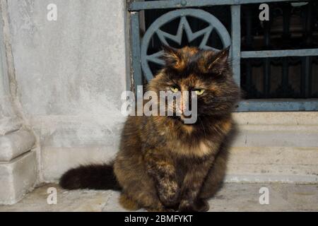 Portrait d'un chat à deux couleurs noir et jaune gingembre avec une oreille déchirée Banque D'Images