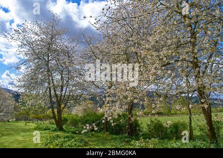 FLEURS BLANCHES OU FLEURS DE LA CERISIER PRUNUS Banque D'Images