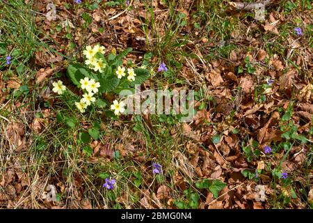 PRIMROSES SAUVAGES JAUNES Primula vulgaris ET VIOLETTES BLEUES COURANTES Viola sororia AU PRINTEMPS Banque D'Images