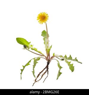 Fleur de pissenlit isolée sur fond blanc. Plante de guérison. Banque D'Images