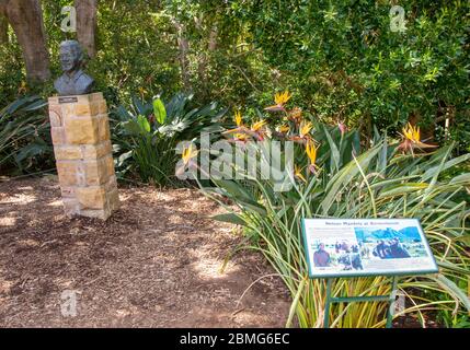 Un buste de Nelson Mandela se trouve à côté de l'écorce de poivre que Nelson Mandela a plantée lors de sa visite à Kirstenbosch le 21 août 1996. Le buste a été sculpté par John Francis Gardner et donné à Kirstenbosch par le sculpteur en janvier 2010. À côté de lui se développe un hybride spécialement cultivé de la fleur de grue - Strelitzia reginae - nommé Or de Mandela en son honneur. Voir leurs pétales d'or. Banque D'Images