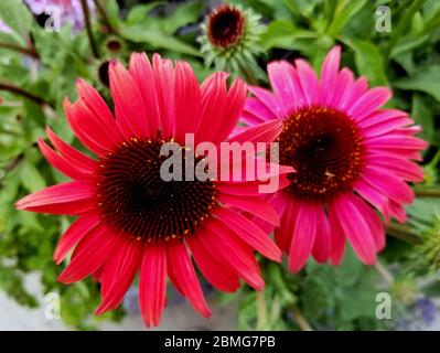 Fleur de conée rouge « Cheyenne Spirit » en fleurs en été Banque D'Images