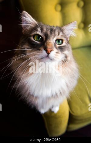 Tabby Siberian chat regardant dans la lentille assis sur le bras du canapé Banque D'Images