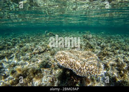 Formation de récifs coralliens dans l'eau bleue de la mer Rouge Banque D'Images