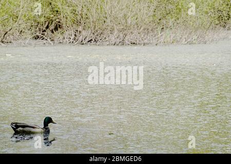 Eau très sale dans l'étang de la réserve naturelle de New Mills. Banque D'Images