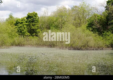 Eau très sale dans l'étang de la réserve naturelle de New Mills. Banque D'Images