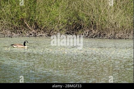 Eau très sale dans l'étang de la réserve naturelle de New Mills. Banque D'Images