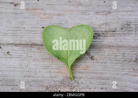 Feuille en forme de coeur d'une jeune plante de radis Banque D'Images