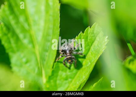 Spider de saut en gras au printemps Banque D'Images