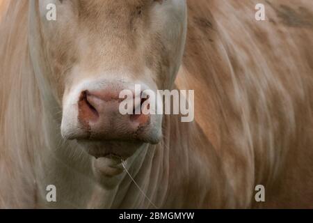 Nez blanc de bœuf charolais, partie de la tête vue de face, dans une campagne hollandaise. Banque D'Images