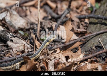 Serpent à jarretelle de l'est au printemps Banque D'Images