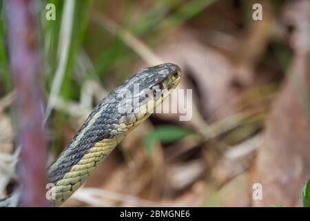 Serpent à jarretelle de l'est au printemps Banque D'Images