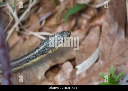 Serpent à jarretelle de l'est au printemps Banque D'Images