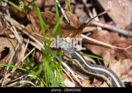 Serpent à jarretelle de l'est au printemps Banque D'Images