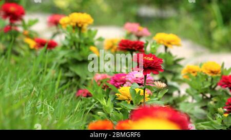 zinnia fleurit le long d'un chemin dans un jardin Banque D'Images