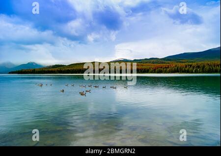 Oies sur un lac Banque D'Images