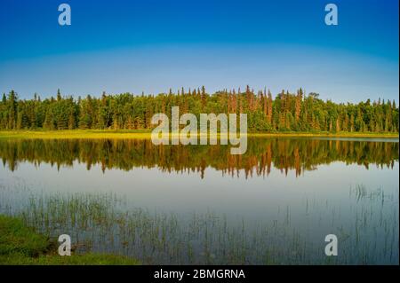 Tress réfléchissant dans le lac Calm Banque D'Images