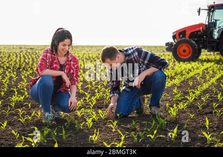 Les jeunes agriculteurs qui ont examiné la question ont planté de jeunes maïs au printemps Banque D'Images