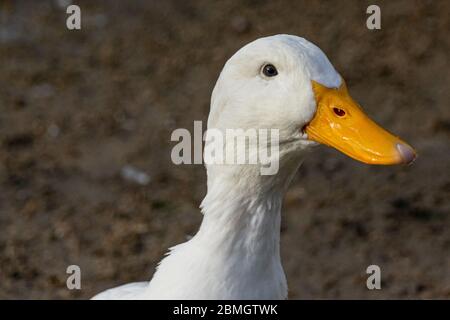 Portrait d'un canard de pékin blanc Banque D'Images