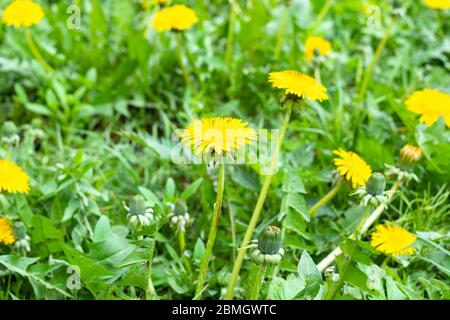 pelouse verte avec pissenlits jaunes le jour du printemps (accent sur la floraison de taraxacum au premier plan) Banque D'Images