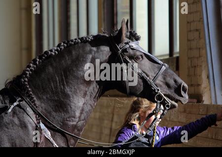 Cheval de frise baroque noir dans une salle sombre et stable Banque D'Images