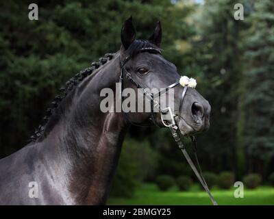 Portrait de cheval noir andalou en arrière-plan nature Banque D'Images