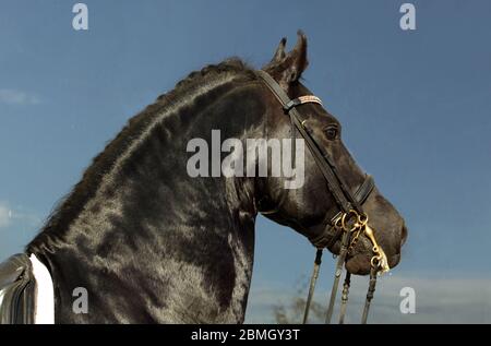 Portrait de cheval de Frise sur fond de ciel sombre Banque D'Images