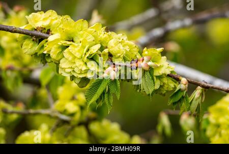 Gros plan des bourgeons de l'arbre de hêtre de printemps et de la nouvelle croissance des feuilles sur la branche d'arbre, Lothian est, Écosse, Royaume-Uni Banque D'Images