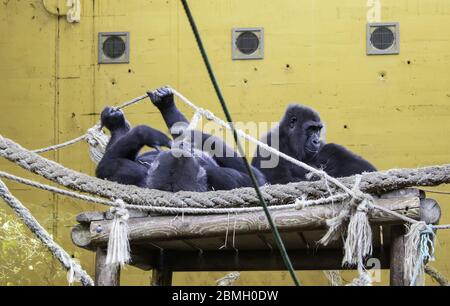 Gorilles en captivité, détail d'animaux sauvages, danger d'extinction Banque D'Images